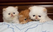 Чистокровні перські кошенята