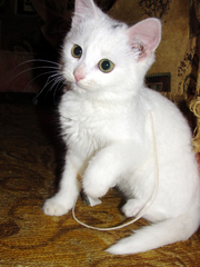 Белый котенок девчонка