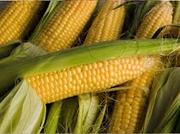 Закупка подсолнечника и кукурузы