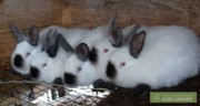 Продам кроликов в живом весе разного возраста (от 80 грн.)