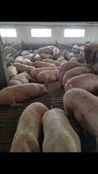 Реалізуємо свиней м’ясної породи (150+ кг)