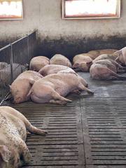 Реалізуємо свиней живою вагою (190+ кг)