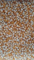 Продам зерно кукурудзи попкорн американських гібридів
